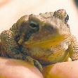 Bufo toad